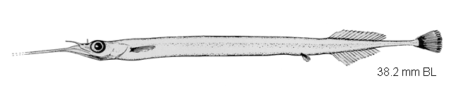 Belonion dibranchodon