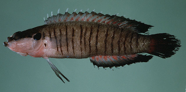 Belonepterygion fasciolatum