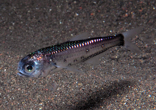 Benthosema fibulatum