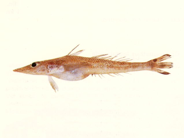 Befil_u0.jpg