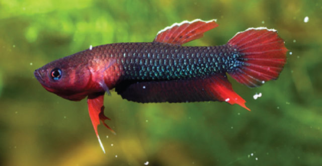 Betta iaspis