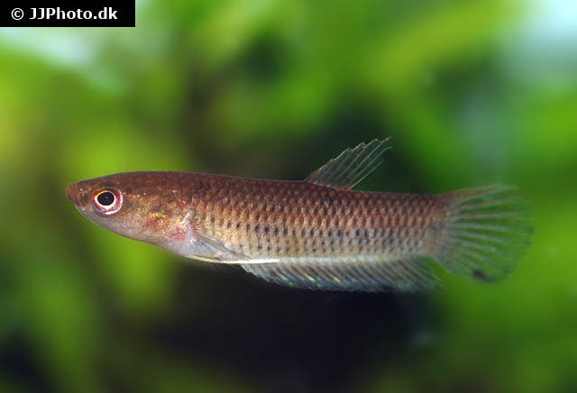 Betta krataios