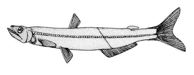 Benthalbella linguidens
