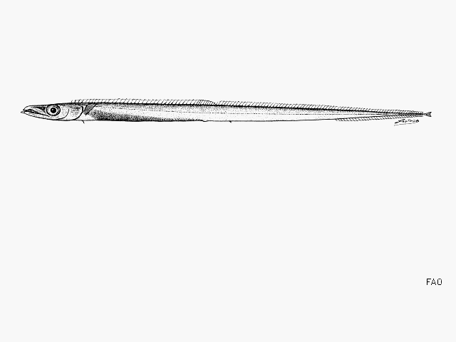 Benthodesmus macrophthalmus