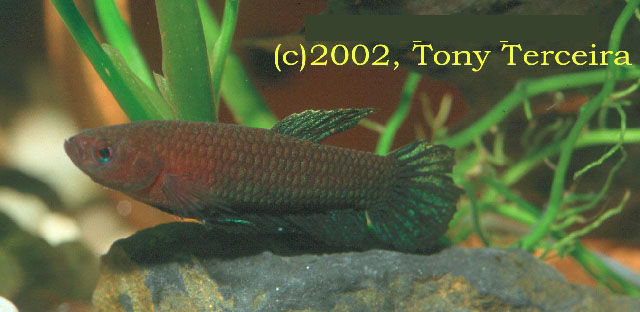 Betta persephone
