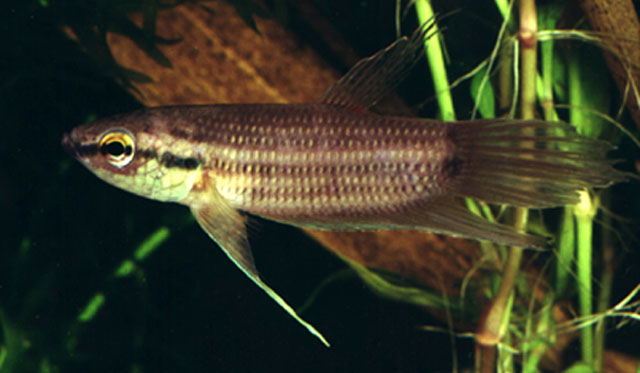 Betta schalleri