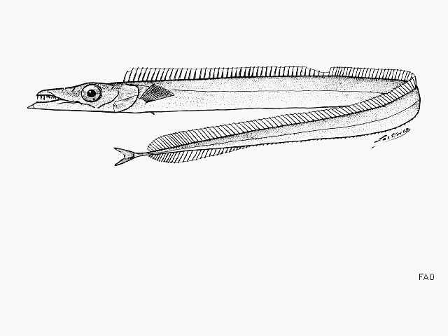 Benthodesmus simonyi