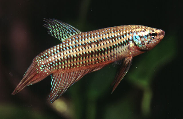 Betta smaragdina