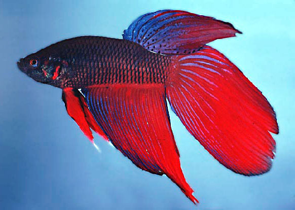 Betta splendens