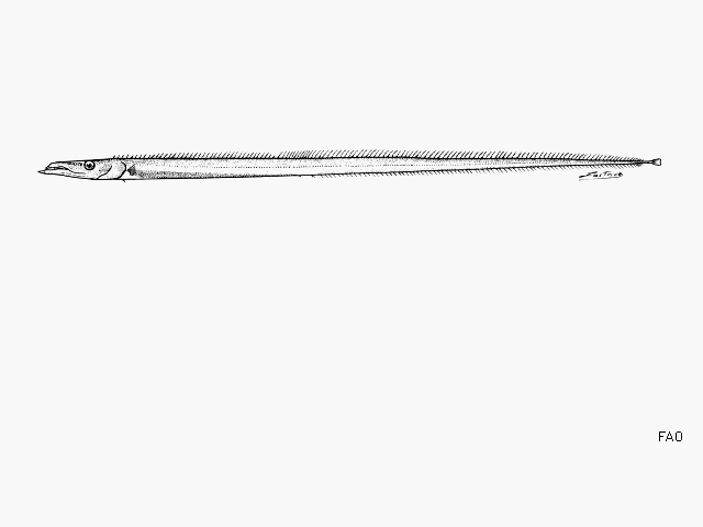 Benthodesmus tuckeri