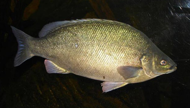 Bidyanus bidyanus