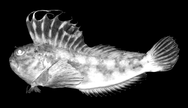 Blennius normani