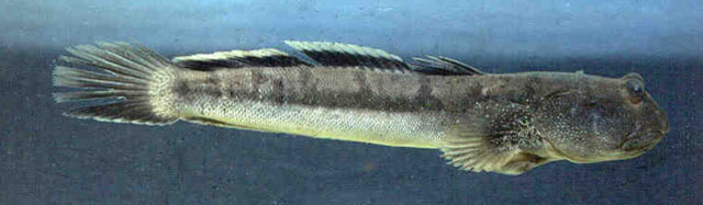 Boleophthalmus birdsongi