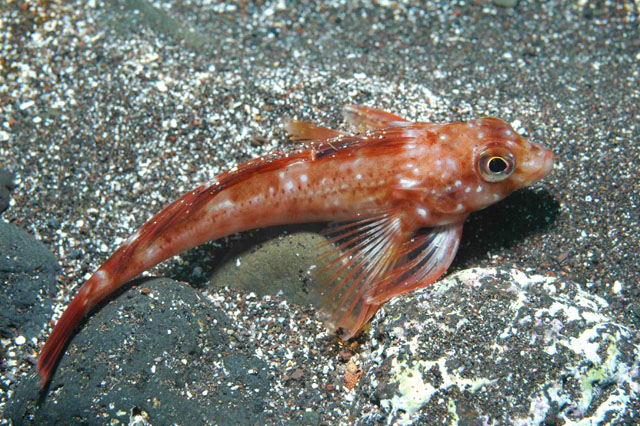 Bovichtus diacanthus