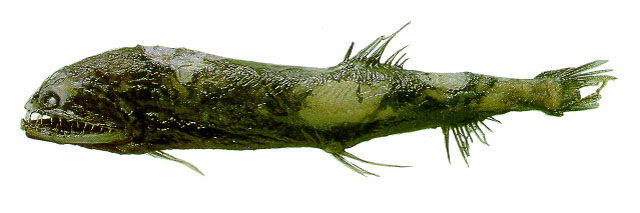 Borostomias elucens