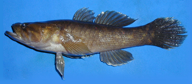 Bostrychus expatria