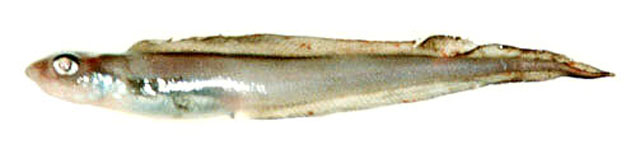 Bothrocara hollandi
