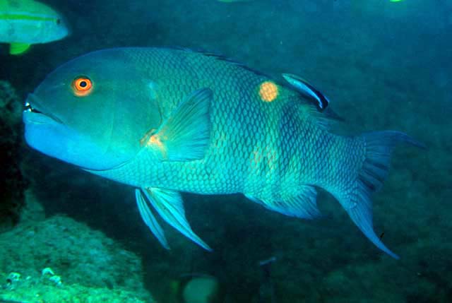 Bodianus macrognathos