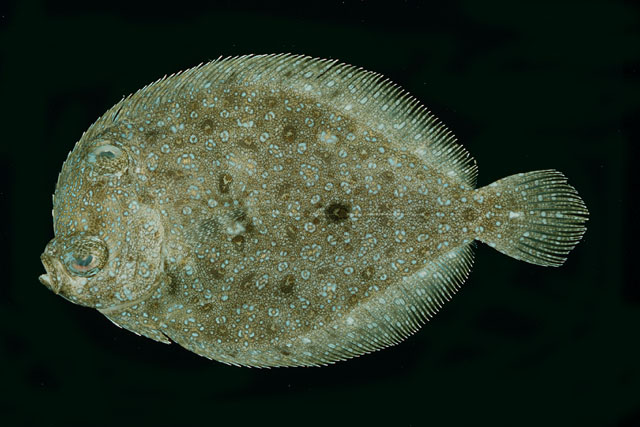 Bothus myriaster