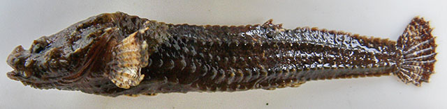 Bothragonus occidentalis