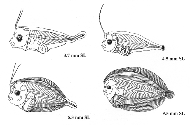 Bothus ocellatus