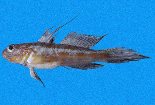 Bollmannia ocellata