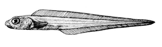 Bothrocara pusillum