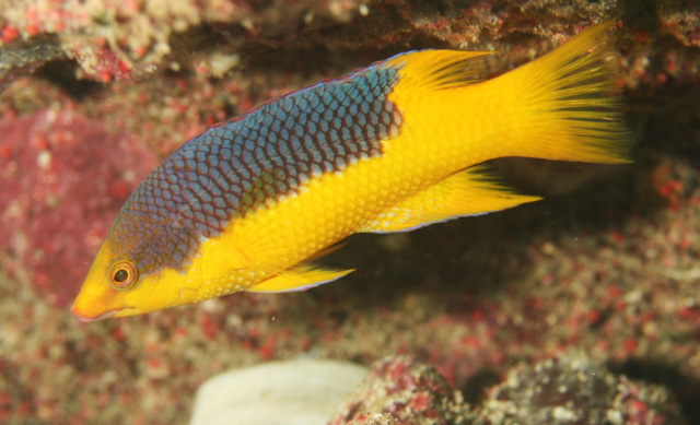 Bodianus rufus