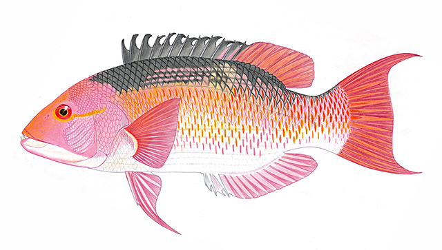 Bodianus solatus