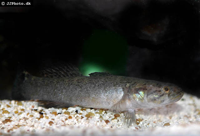Bostrychus zonatus