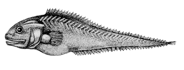 Brotulotaenia brevicauda
