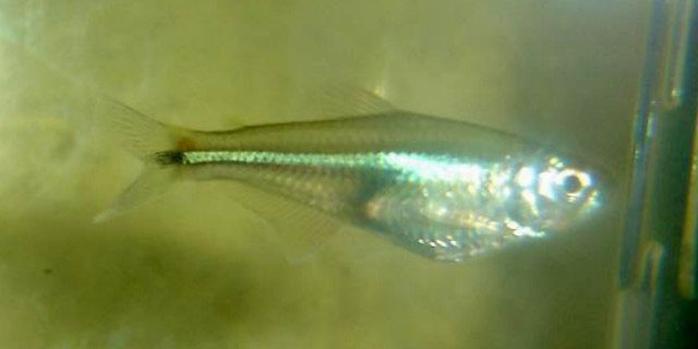 Bryconamericus cismontanus