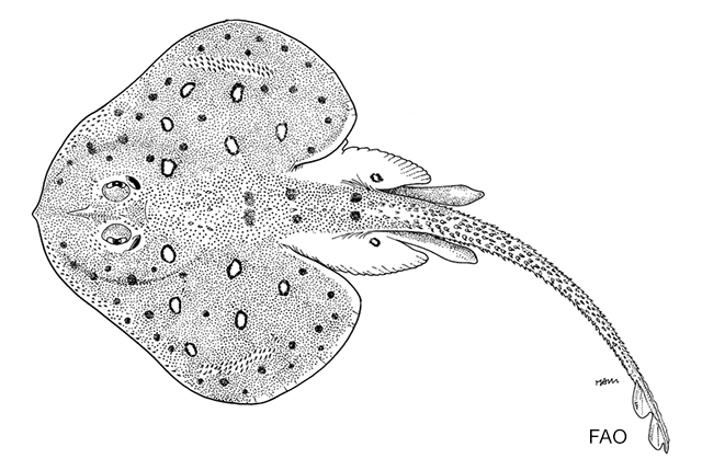 Breviraja colesi