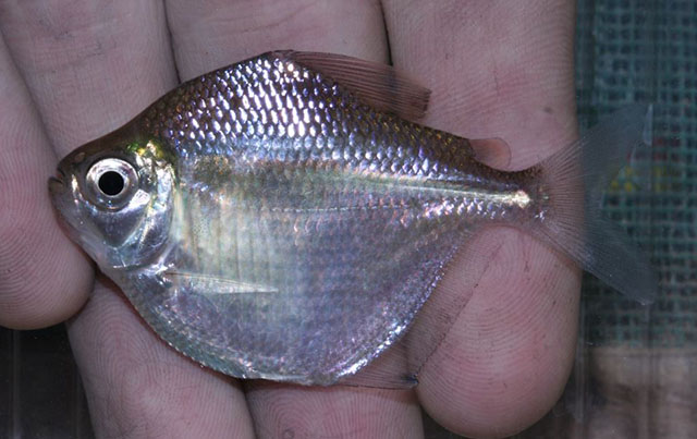 Brachychalcinus copei