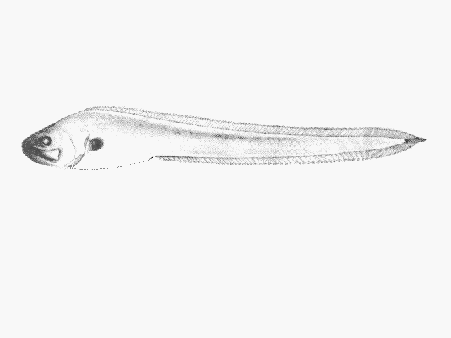 Brotulotaenia crassa