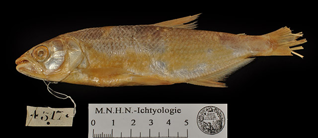 Brycon devillei
