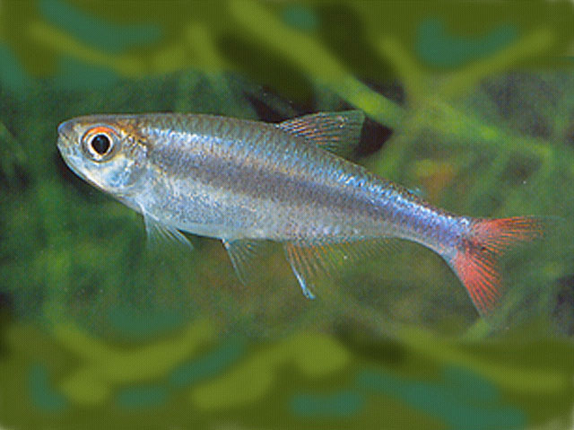 Bryconamericus diaphanus
