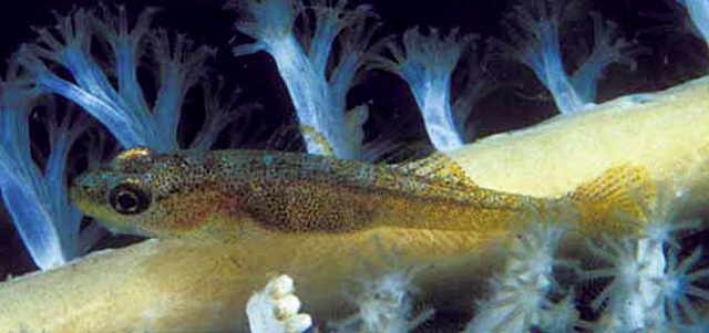 Bryaninops earlei