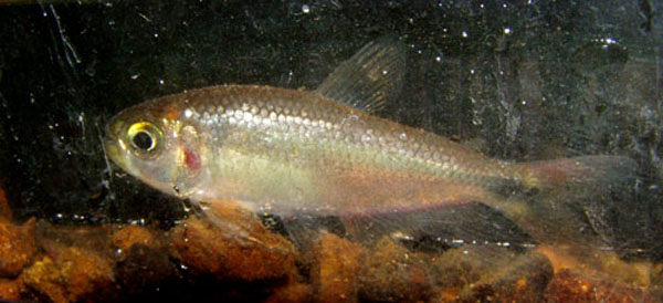 Bryconamericus emperador