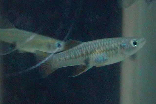 Brachyrhaphis episcopi