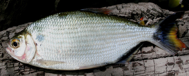 Brycon falcatus