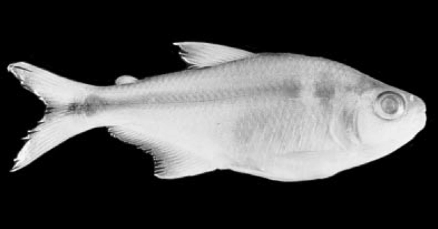 Bryconamericus gonzalezi