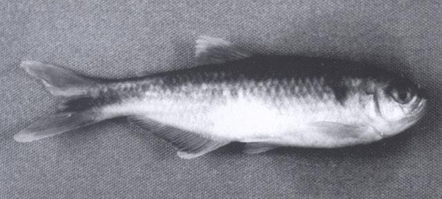 Bryconamericus guizae