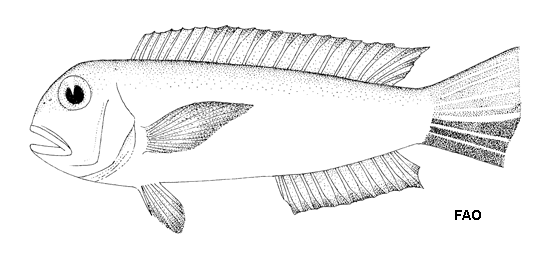 Branchiostegus hedlandensis