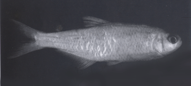 Bryconamericus huilae
