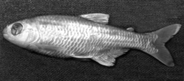 Bryconamericus macrophthalmus