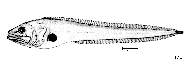 Brotulotaenia nigra