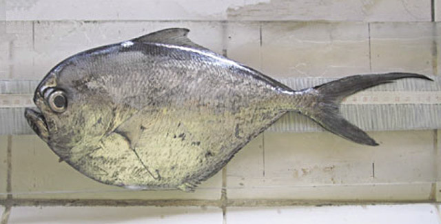 Brama orcini
