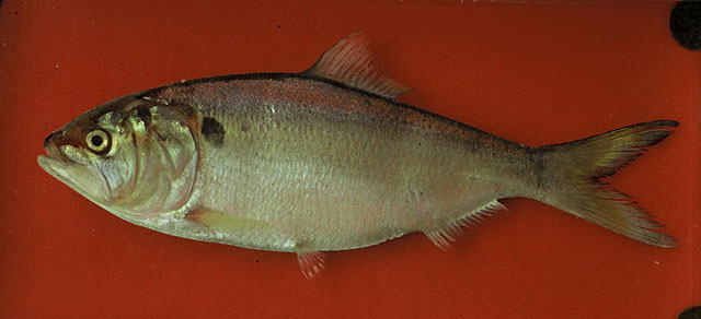 Brpec_u0.jpg