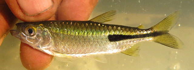 Brachyalestes peringueyi
